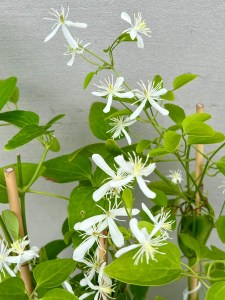 '' Powojnik Stellar 2